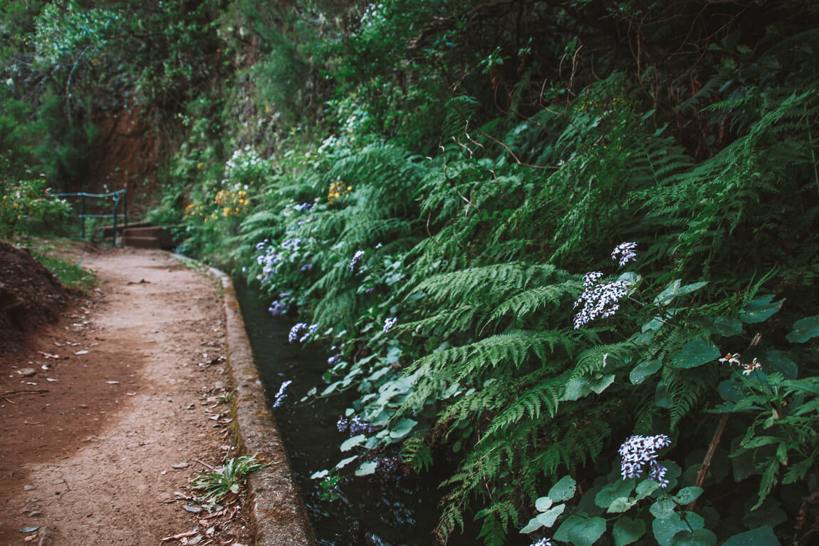 Madeira Trilhos Levada Vereda_Levada do Alecrim Lagoa do Vento