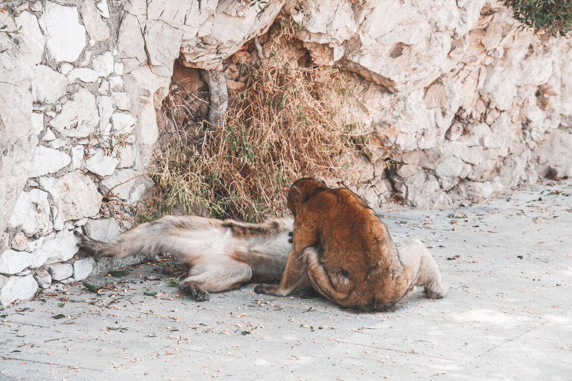 Gibraltar Itinerary Nature Reserve