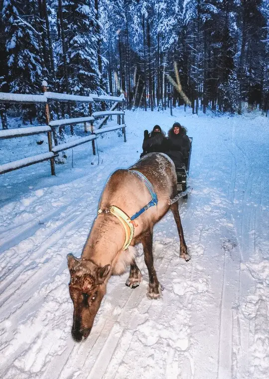 Lapland What to Visit Ultimate Guide Reindeer ride