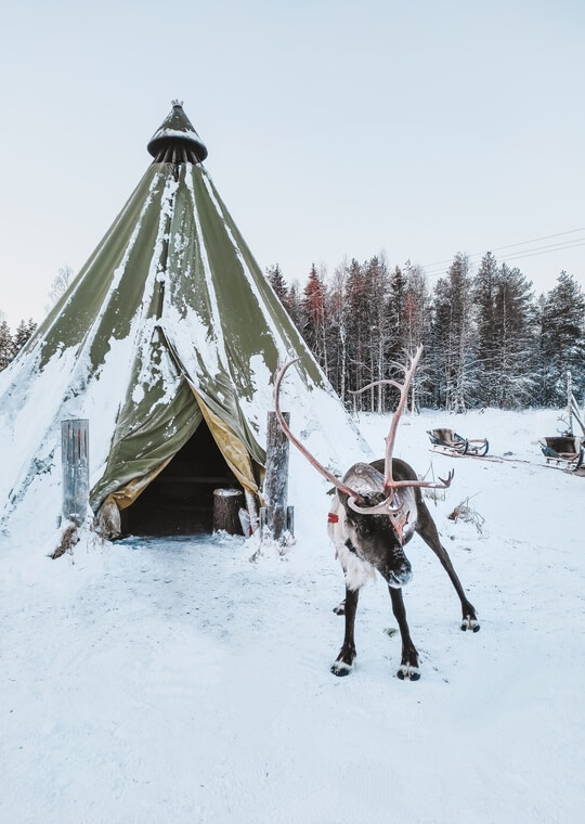 Lapland What to visit Huskies