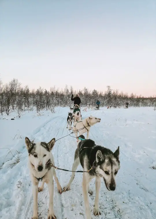 Laponia O que visitar Huskies