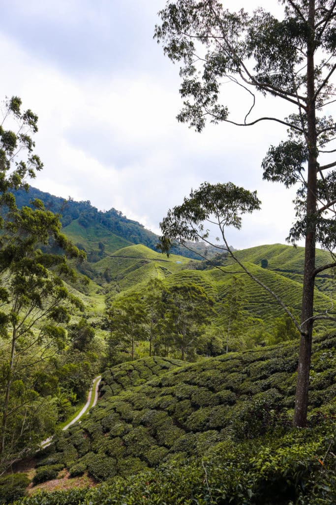 Itinerário Malásia Cameron Highlands