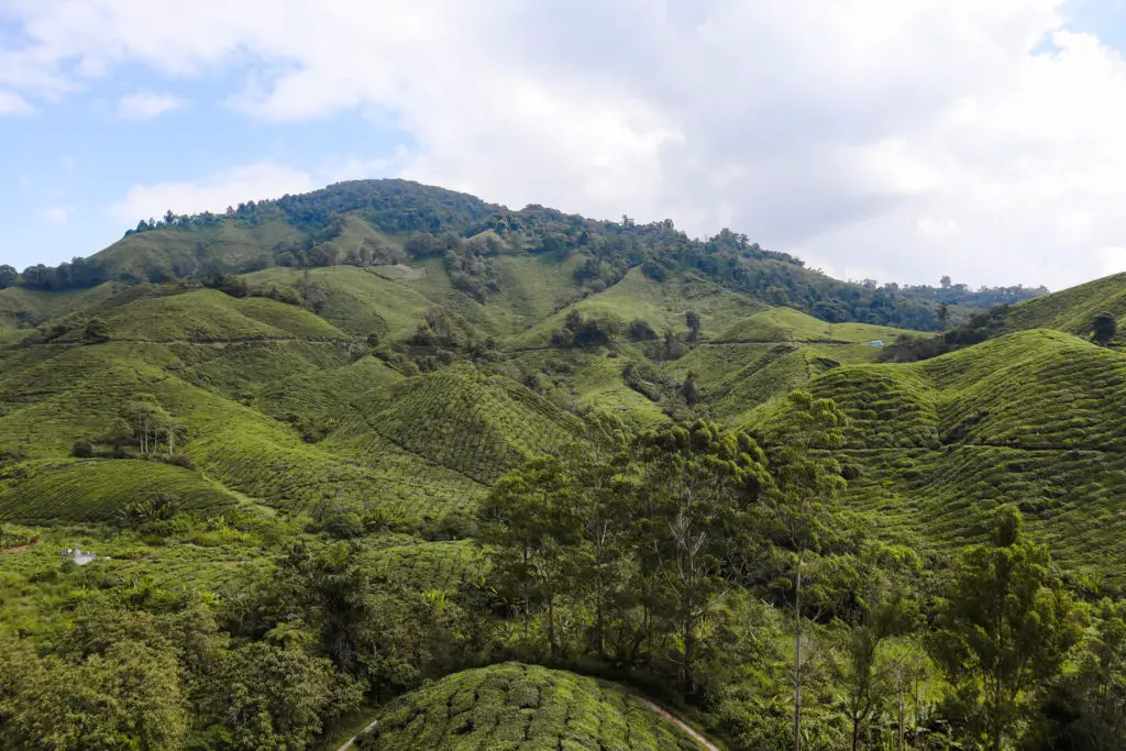 10 days in Malaysia itinerary Cameron Highlands