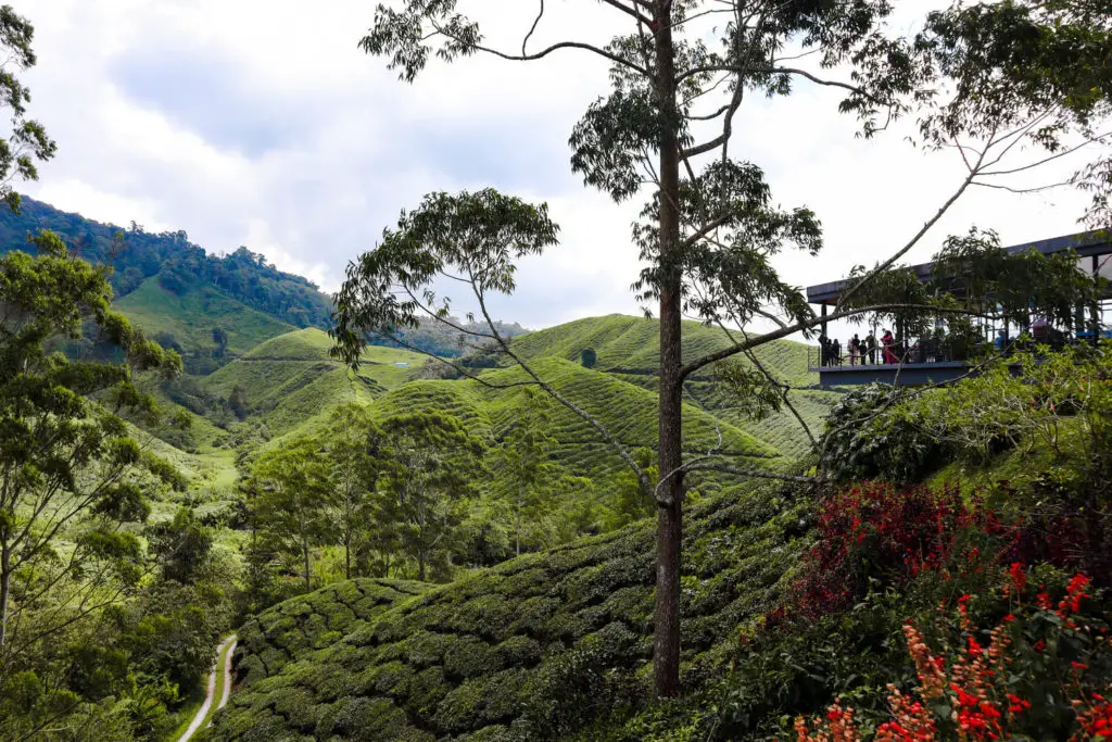 10 days in Malaysia itinerary Cameron Highlands