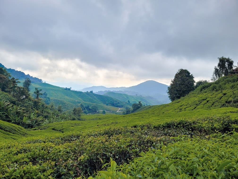 10 days in Malaysia itinerary Cameron Highlands