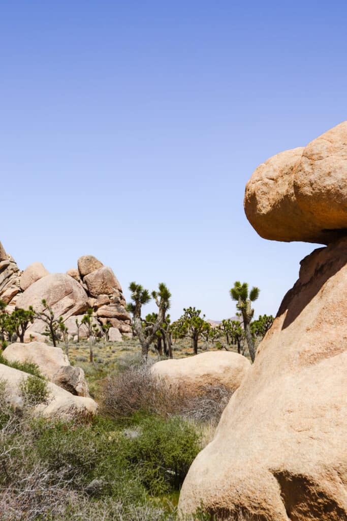 Joshua Tree National Park Itinerary Cap Rock Nature Loop