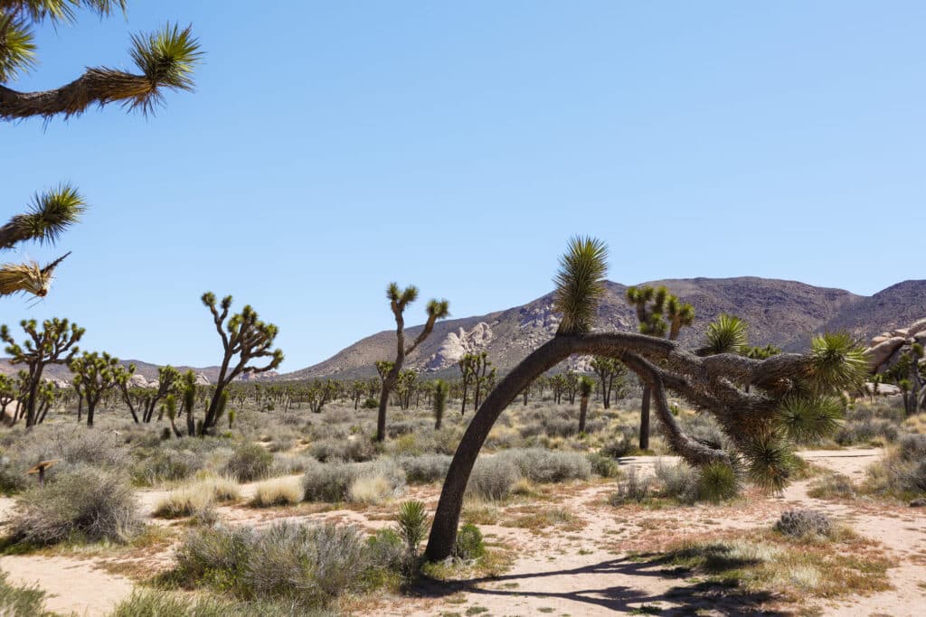 Joshua Tree National Park Itinerary Cap Rock Nature Loop