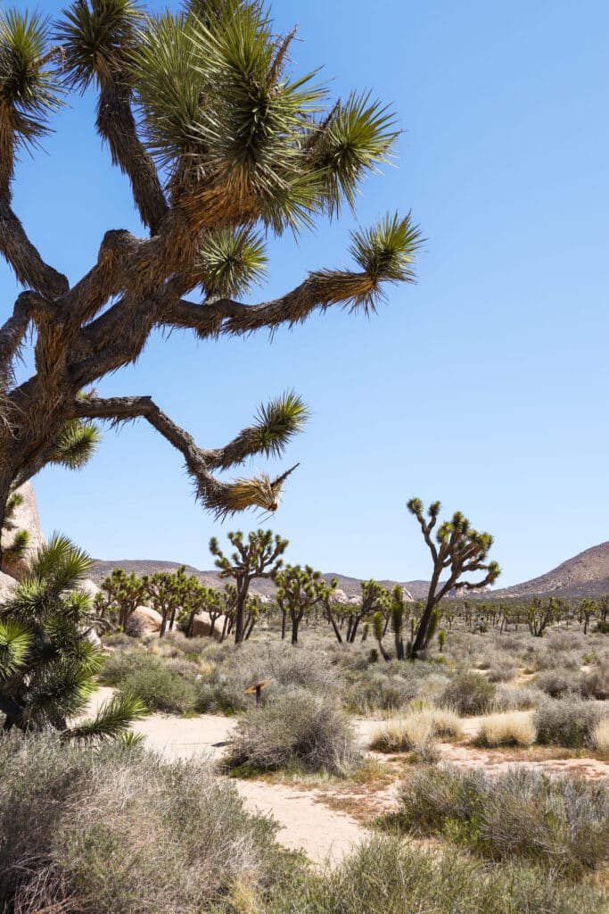 Joshua Tree National Park Itinerary Cap Rock Nature Loop