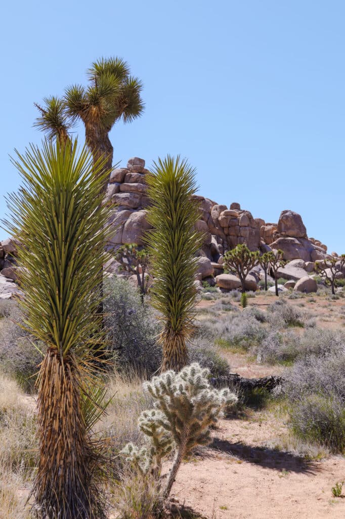 Joshua Tree National Park Itinerary Cap Rock Nature Loop