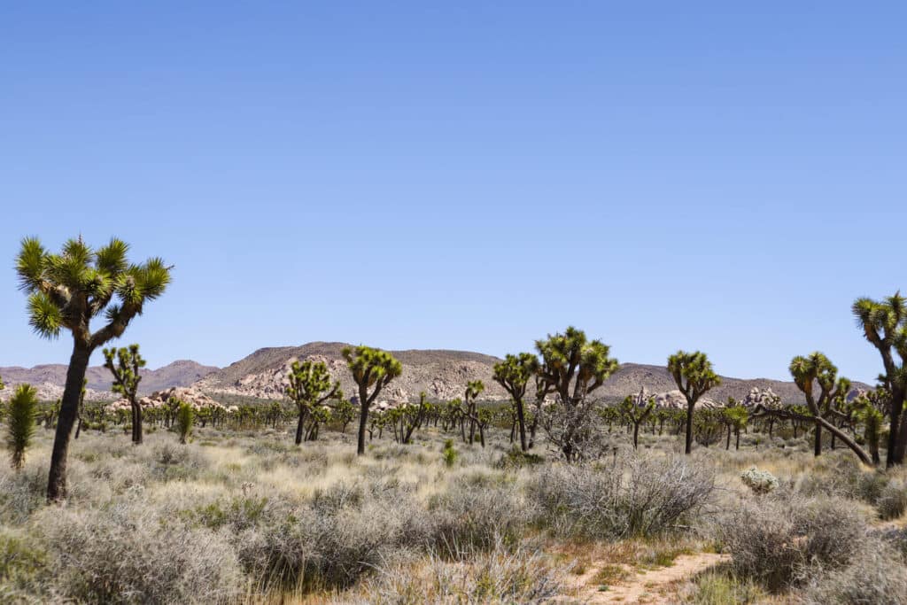 Joshua Tree National Park Itinerary Cap Rock Nature Loop