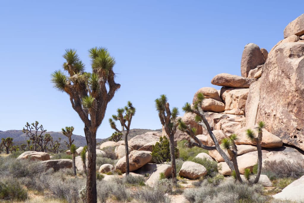 Joshua Tree National Park Itinerary Cap Rock Nature Loop