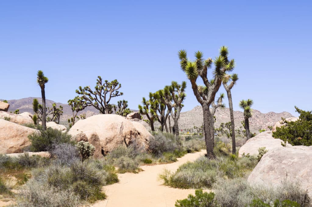 Joshua Tree National Park Itinerary Cap Rock Nature Loop