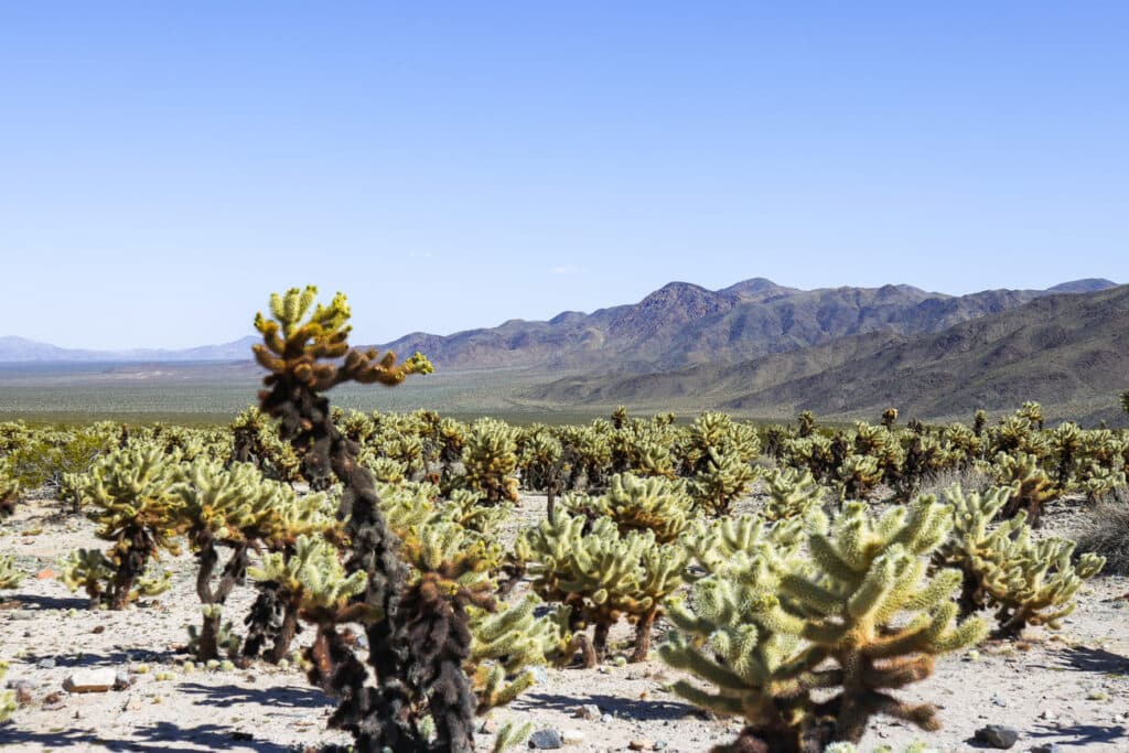 Joshua Tree National Park Itinerary Cholla Cactus Garden