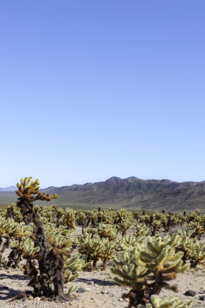 Joshua Tree National Park Itinerary Cholla Cactus Garden