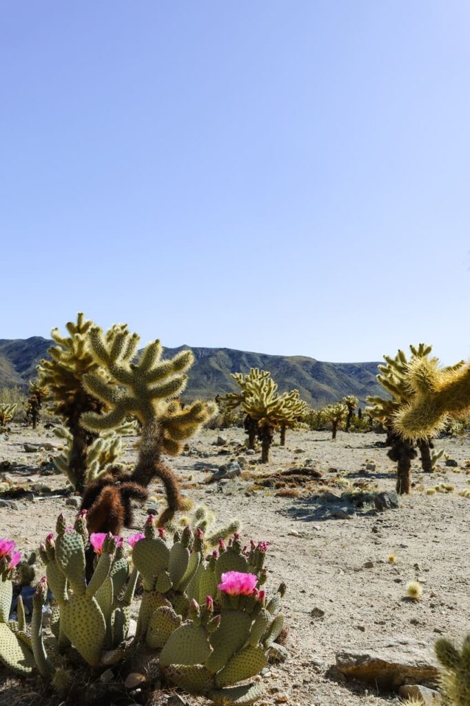 Joshua Tree National Park Itinerary Cholla Cactus Garden