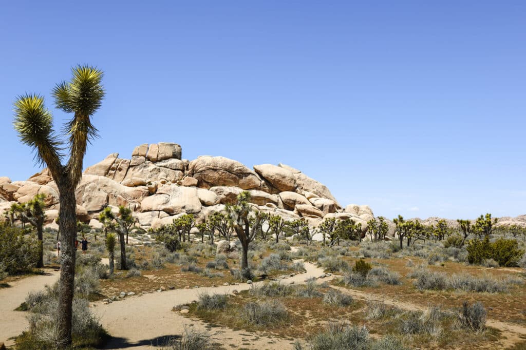 Joshua Tree National Park Itinerary Hall of Horrors