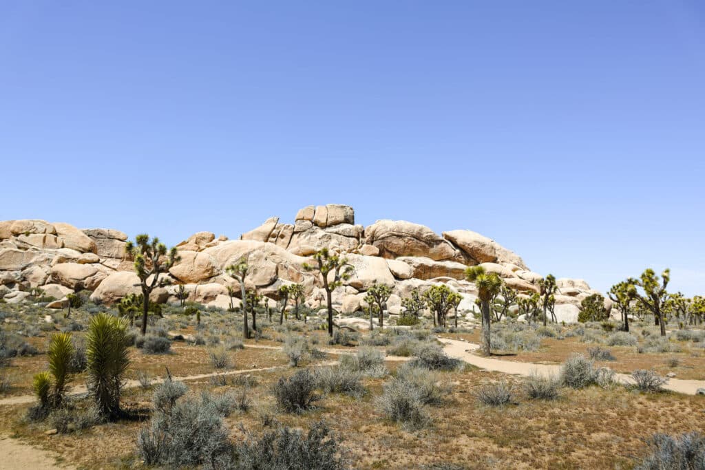 Joshua Tree National Park Itinerary Hall of Horrors