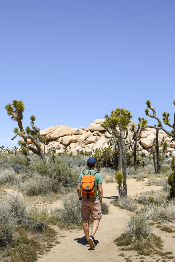 Joshua Tree National Park Itinerary Hall of Horrors