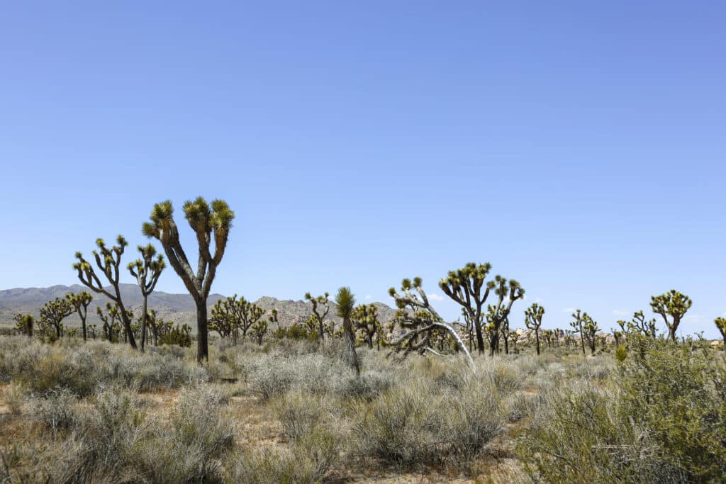 Joshua Tree National Park Itinerary Hall of Horrors