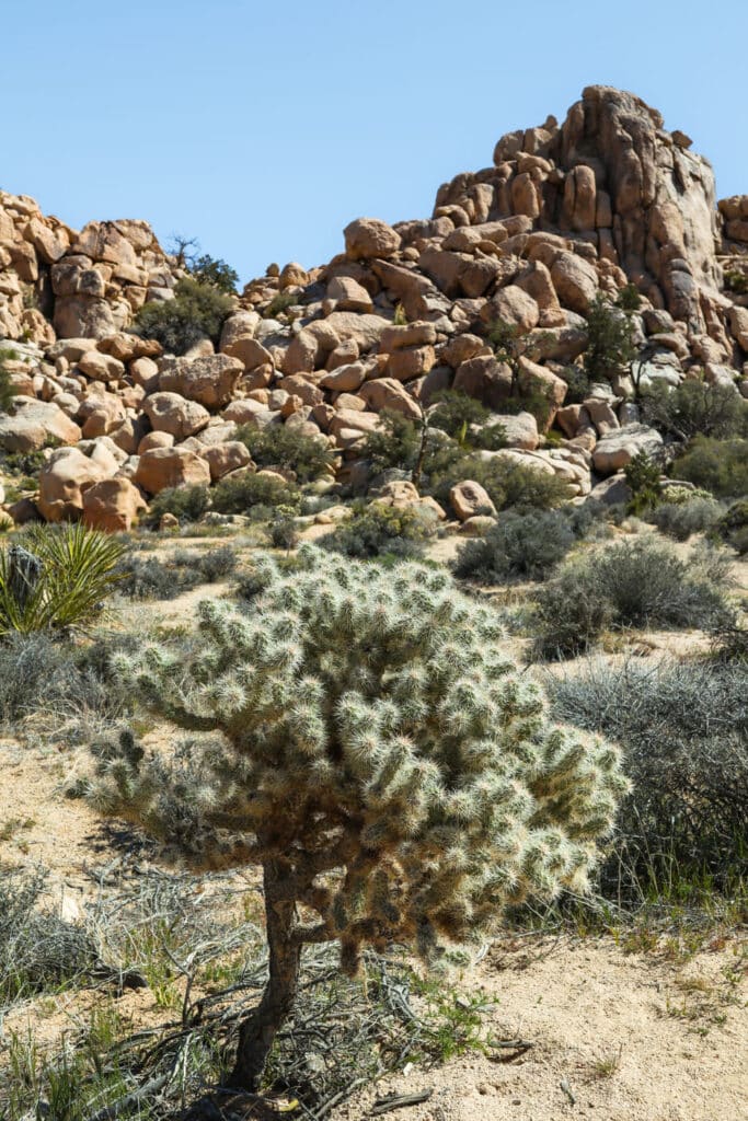 Joshua Tree National Park Itinerary Hidden Valley Trail