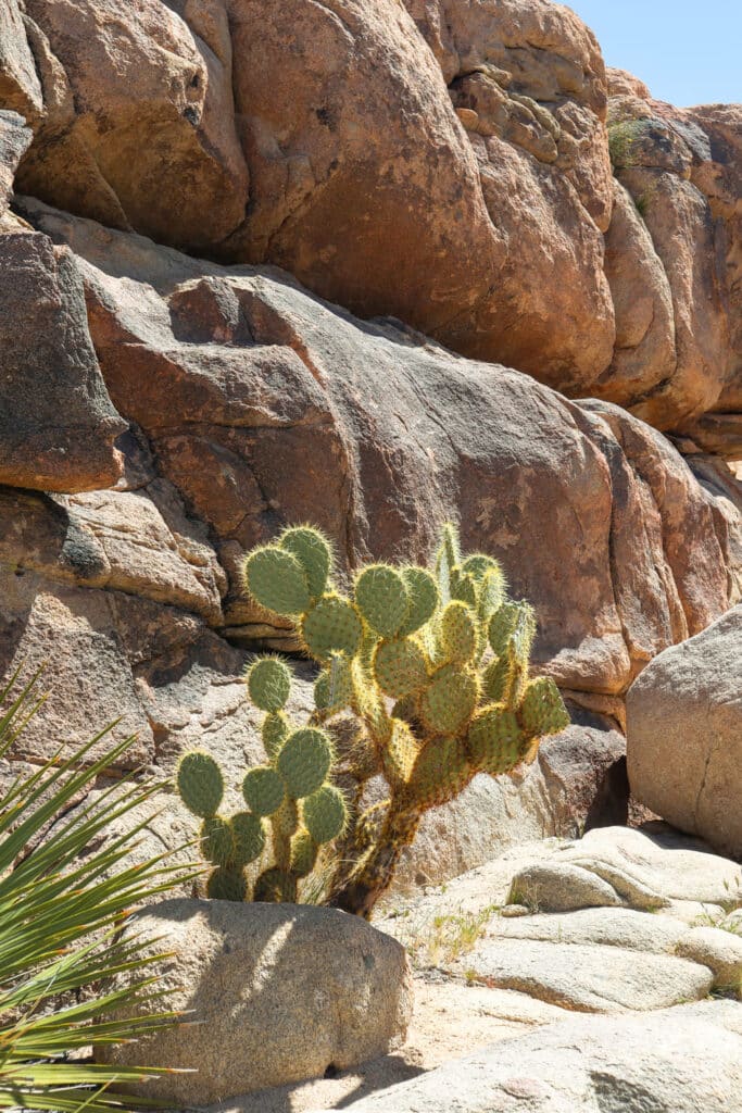 Joshua Tree National Park Itinerary Hidden Valley Trail