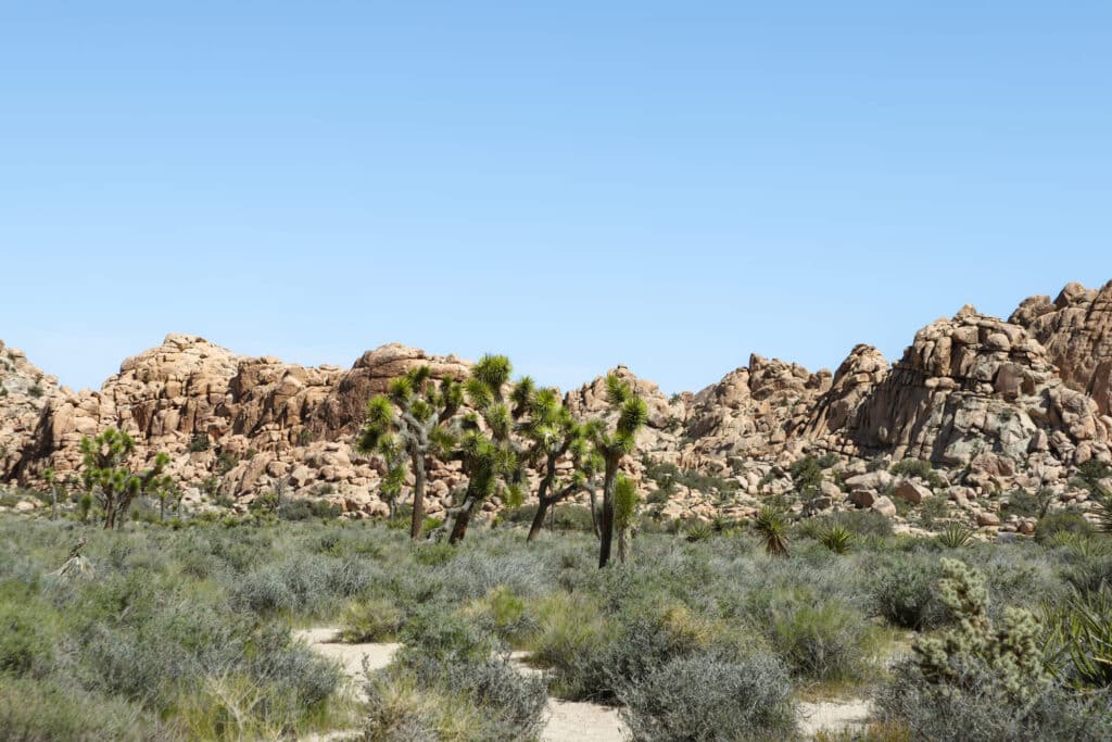 Joshua Tree National Park Itinerary Hidden Valley Trail