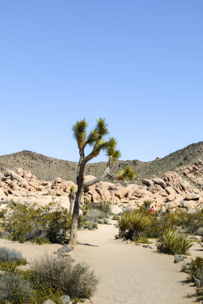 Joshua Tree National Park Itinerary Joshua Tree Arch Rock Trail