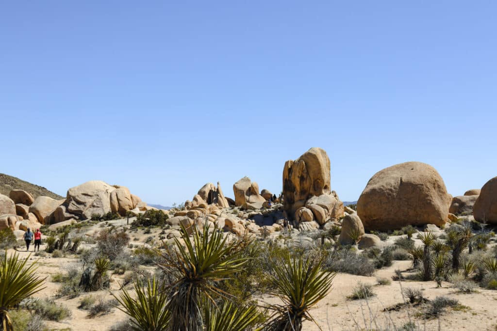 Joshua Tree National Park Itinerary Joshua Tree Arch Rock Trail