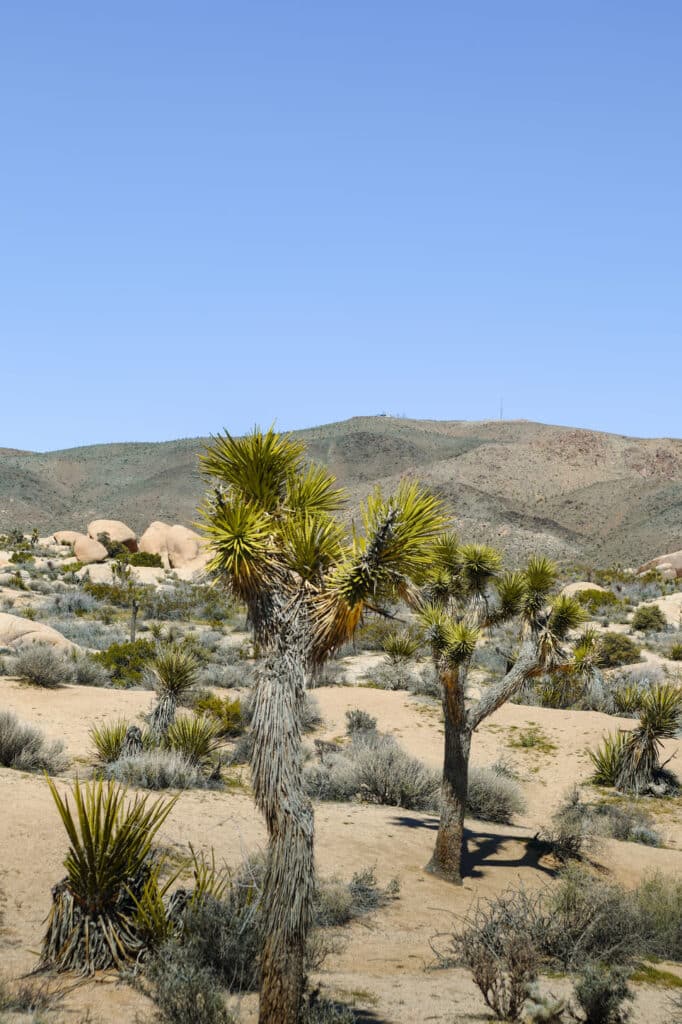 Joshua Tree National Park Itinerary Joshua Tree Arch Rock Trail