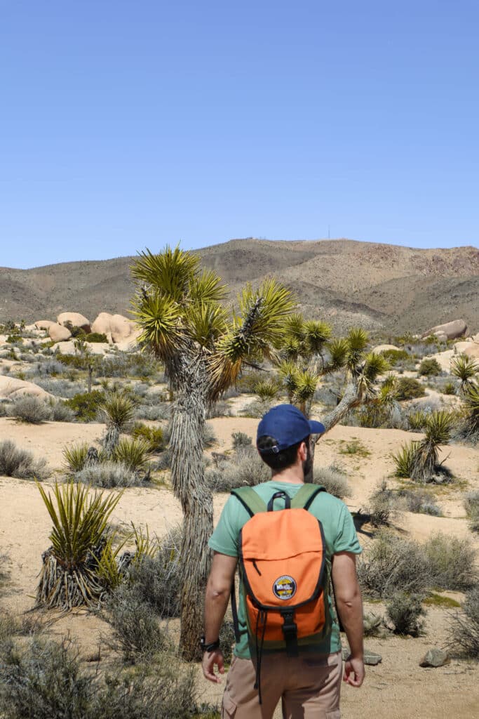 Joshua Tree National Park Itinerary Joshua Tree Arch Rock Trail