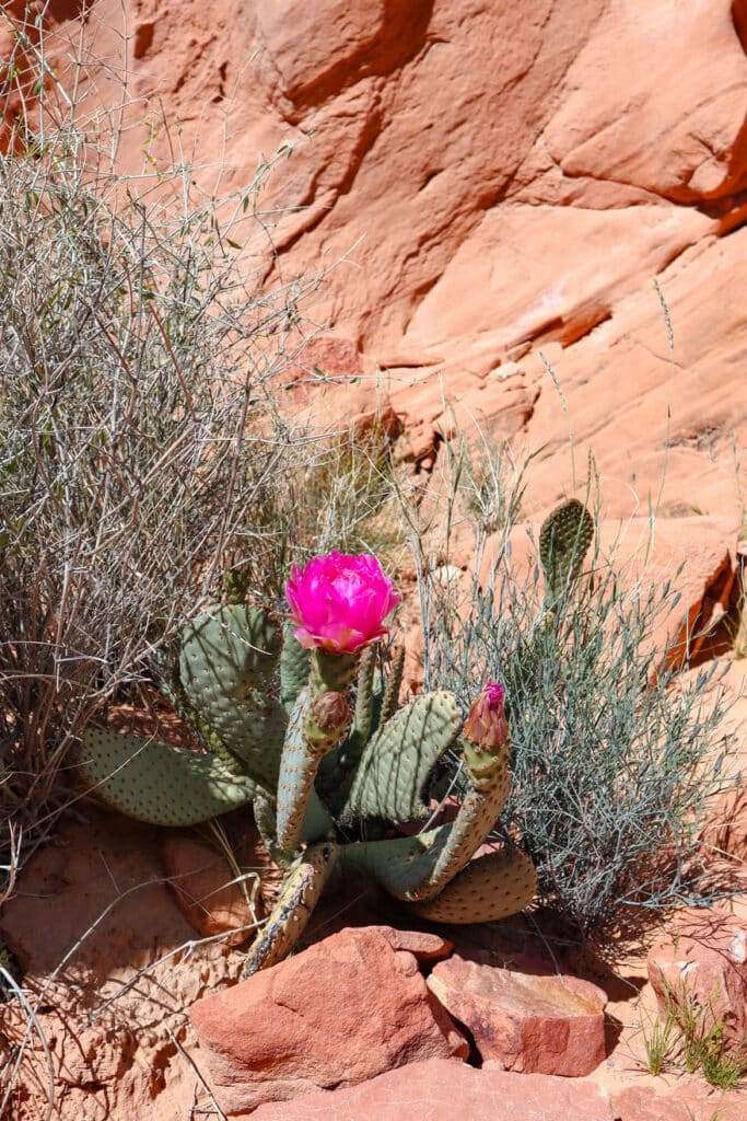 Things to do in Valley of Fire Rainbow Vista