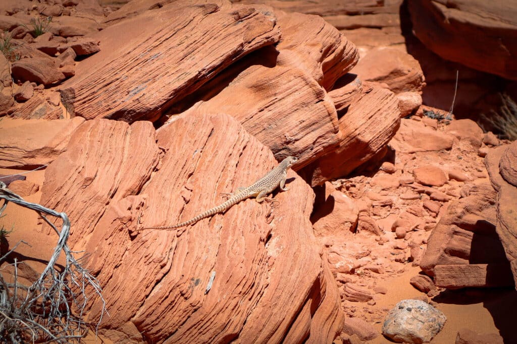 Things to do in Valley of Fire Rainbow Vista