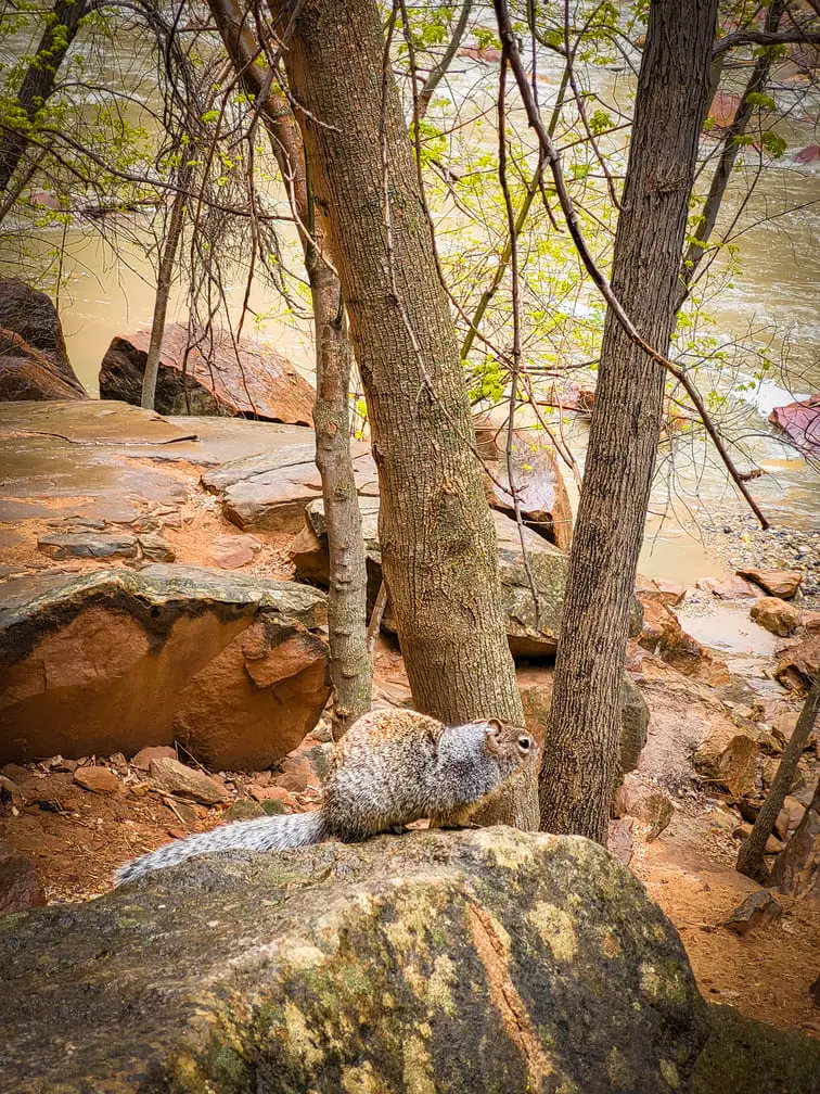 Visitar Zion National Park Riverside Walk