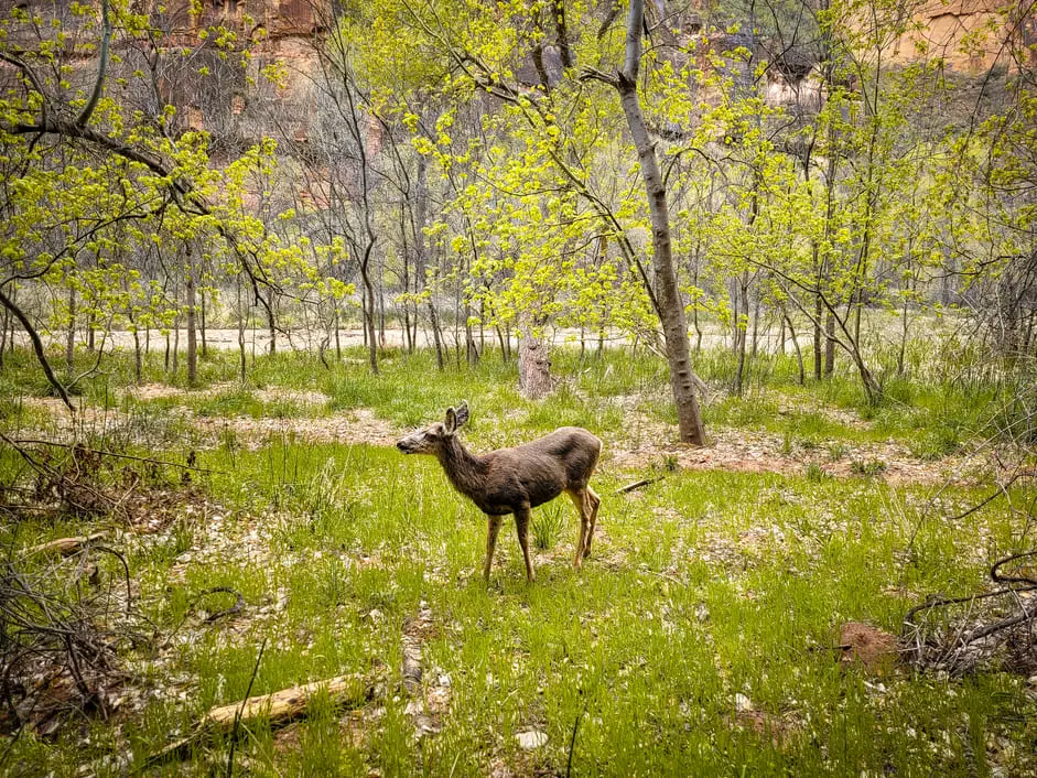 Visitar Zion National Park Riverside Walk