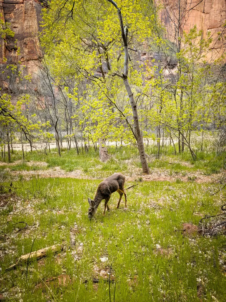 Visitar Zion National Park Riverside Walk