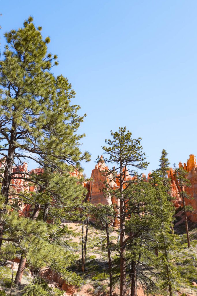 Best hike in Bryce Canyon Queens Garden Trail