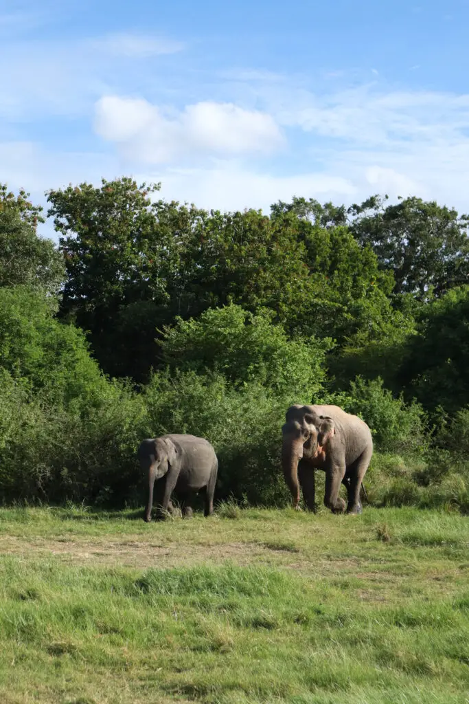 Itinerary for Sri Lanka Safari