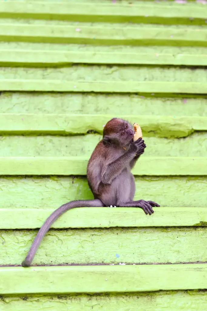 A monkey sitting on the green-painted steps of the Batu Caves, holding a piece of food, with the iconic colorful staircase as the backdrop.