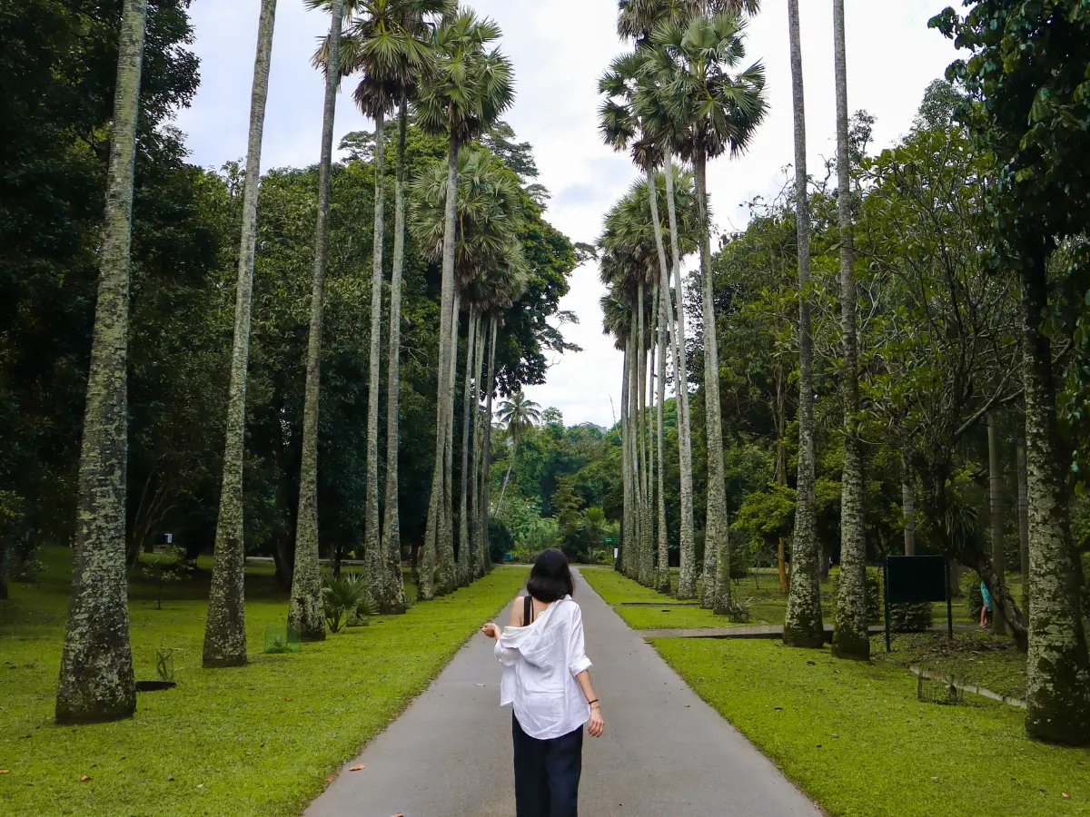 A lush green path in the Royal Botanical Gardens with tall palm trees lining both sides, creating a serene and picturesque walkway. A person is walking along the path, surrounded by the vibrant natural beauty.