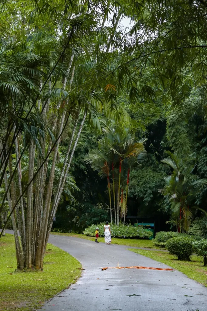 A dense forest scene in the Royal Botanical Gardens, featuring bamboo trees and towering greenery. A woman and child are seen in the distance, adding scale to the expansive natural environment.