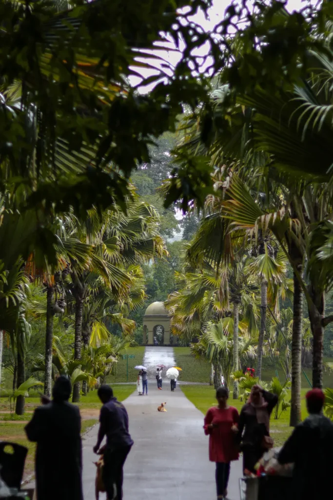 A lush walkway in the Royal Botanical Gardens, framed by tall palm trees and vibrant greenery, leads to a distant pavilion. Visitors stroll along the pathway, some carrying umbrellas, adding a serene and tropical atmosphere to the rainy day scene.