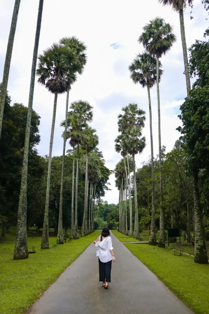 A lush green path in the Royal Botanical Gardens with tall palm trees lining both sides, creating a serene and picturesque walkway. A person is walking along the path, surrounded by the vibrant natural beauty.