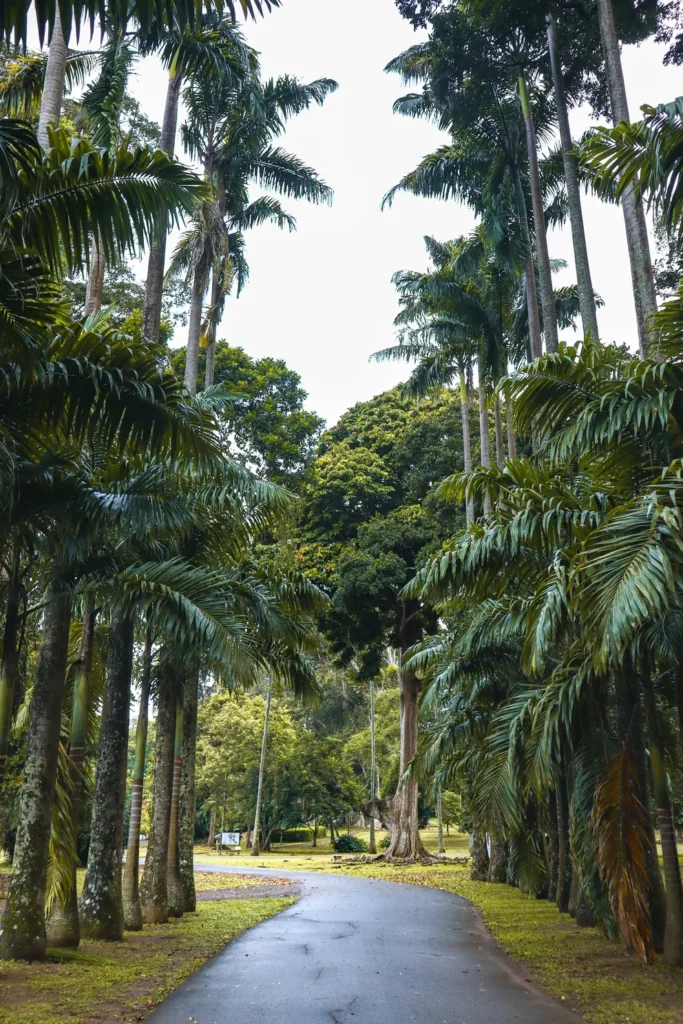 A serene pathway in a botanical garden, bordered by tall, lush palm trees and vibrant greenery. The winding path leads deeper into the garden, creating a tranquil scene ideal for a peaceful walk amidst nature.