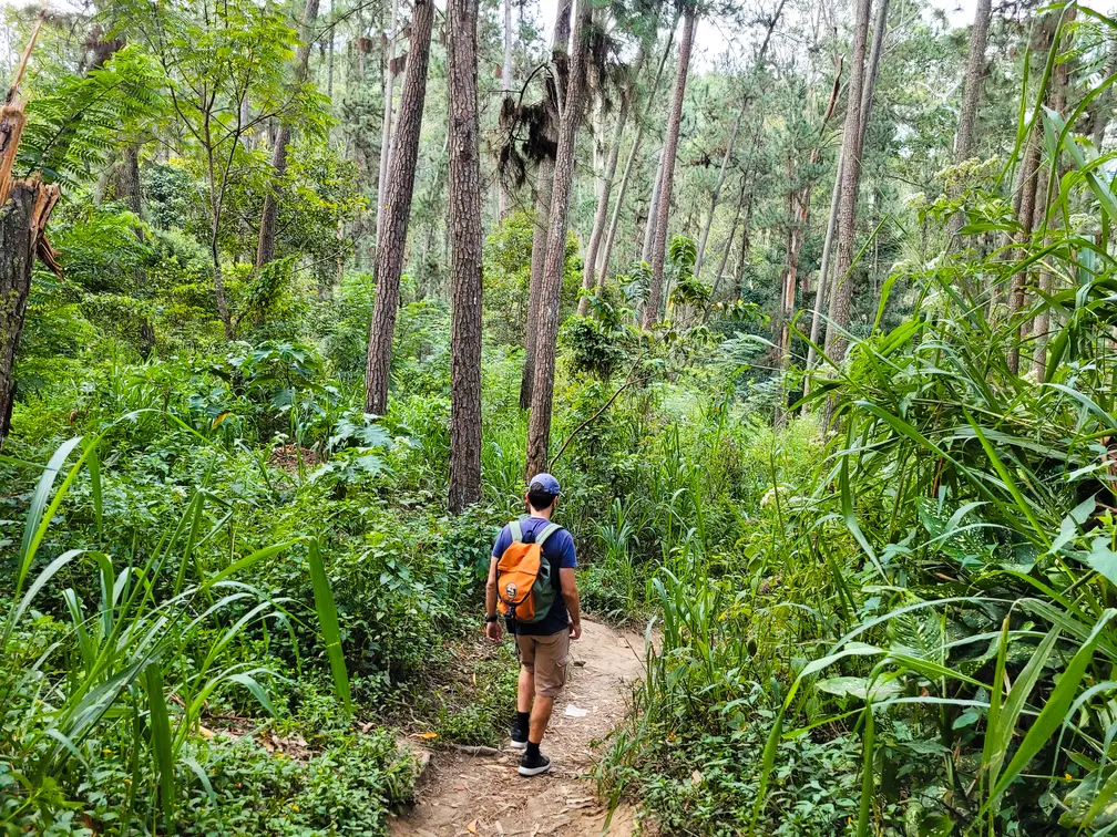 A hiker walking along a scenic forest trail surrounded by tall trees and dense greenery, leading to the famous Nine Arches Bridge in Ella, Sri Lanka