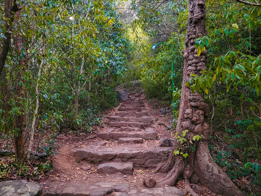 A stone staircase winding through a dense green forest, surrounded by vibrant foliage and tall trees. This is one of the scenic trails encountered during the Pidurangala Rock hike.