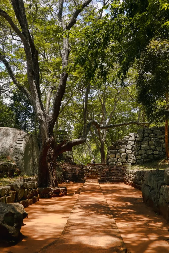 A scenic pathway shaded by tall, lush green trees leading through the ancient ruins of Sigiriya Fortress in Sri Lanka