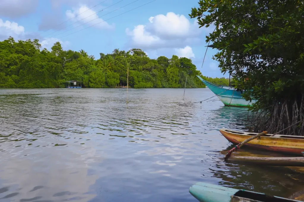 A peaceful scene of the Negombo Lagoon in Sri Lanka, with traditional wooden fishing boats anchored near lush mangroves and calm, reflective waters under a bright blue sky. This tranquil spot is a perfect first stop on a 10 day Sri Lanka itinerary, offering a glimpse into the country’s coastal charm and local fishing culture.