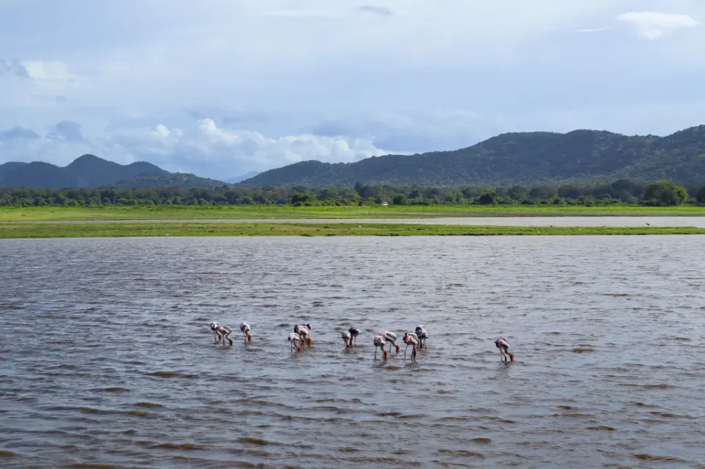Aves num lago em Minneriya no Sri lanka
