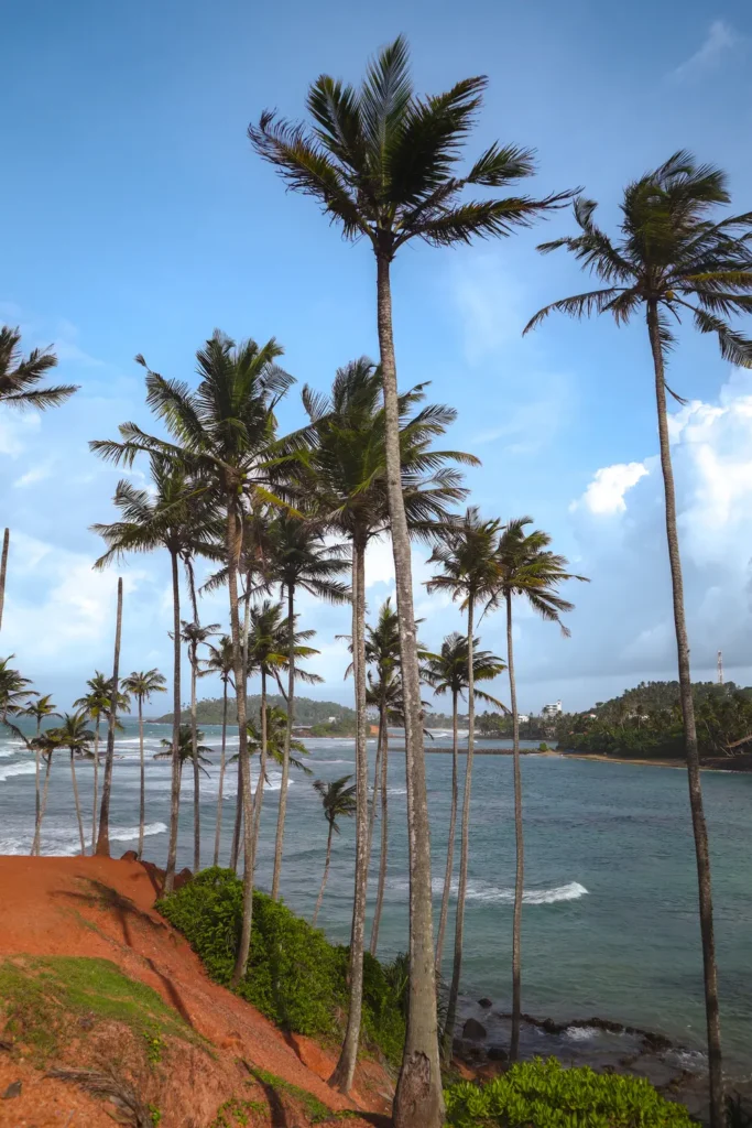 Towering palm trees overlook the turquoise coastline at Coconut Tree Hill, one of the most iconic places to visit in Mirissa.