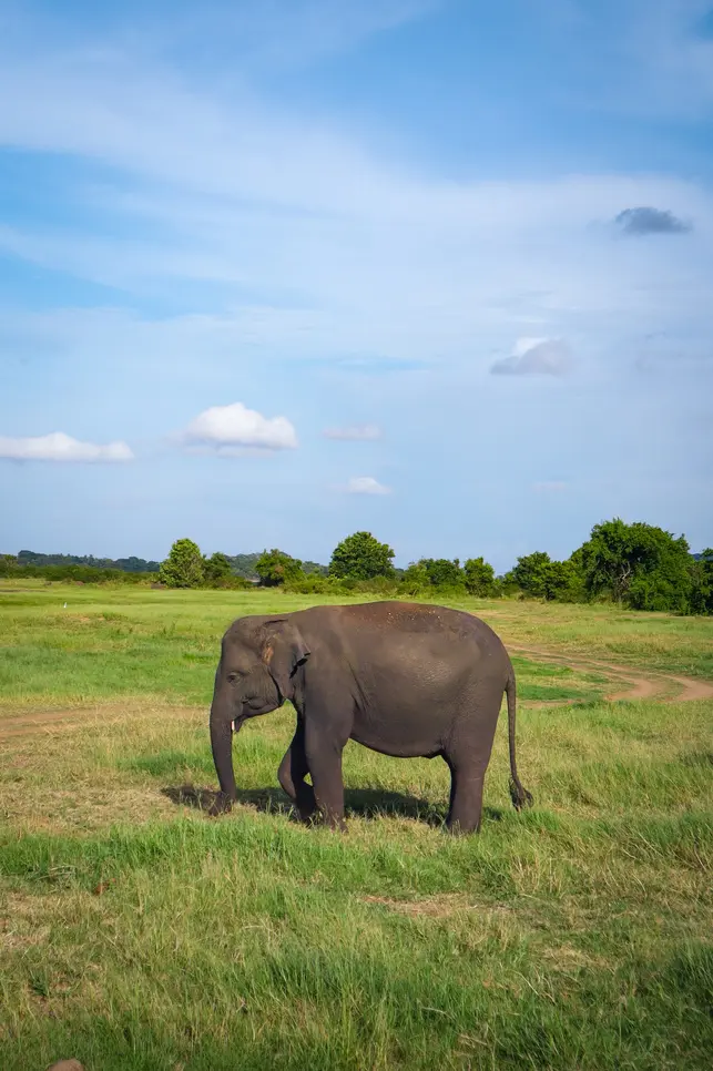 Elephant at Minneriya National Park in Sri Lanka 2